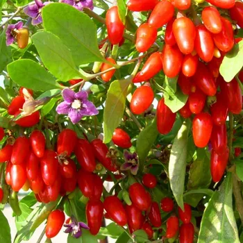 Sazenice GOJI - KUSTOVNICE ČÍNSKÁ kont. 1,3L