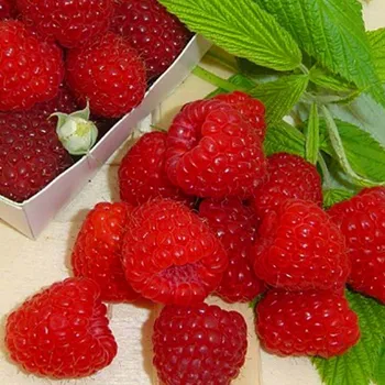 Sazenice MALINÍK ´BOHEME´ XL stáleplodící - kont. 1,3L