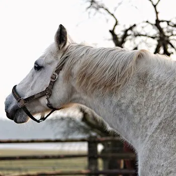 Černý jezdec, bílý kůň Audiokniha