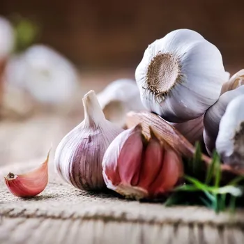 Cibulovina Sadbový česnek Morado 3 ks