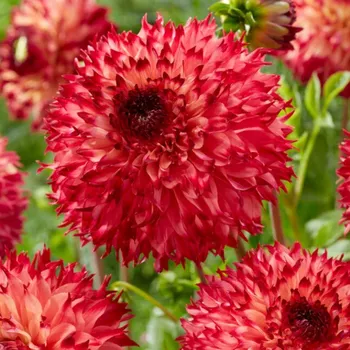 Cibulovina JIŘINA ´AIYANA´ (1 hlíza)