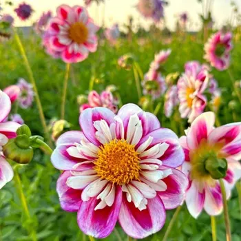 Cibulovina JIŘINA BUMBLE RUMBLE (1 hlíza)