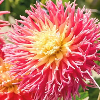 Cibulovina JIŘINA FRINGED STAR (1 hlíza)