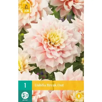 Cibulovina Jiřina BREAK OUT (1 hlíza) "B"