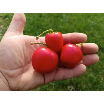 Semeno chilli-semena Rocoto Peron