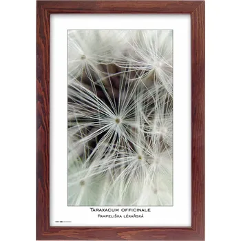 Rám na obraz TRADAG Natura 20 x 30 hnědý