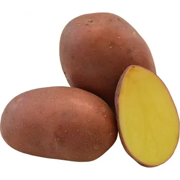 Semeno Sadbové brambory Red Anna 5 kg