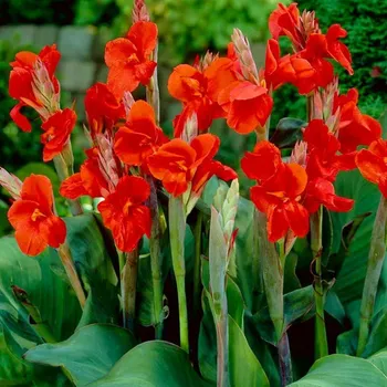 Cibulovina DOSNA ´RED BEAUTY´ (1 hlíza)