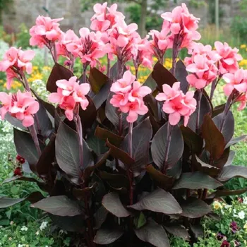 Cibulovina DOSNA ´PINK FUTURITY´ (1 hlíza)