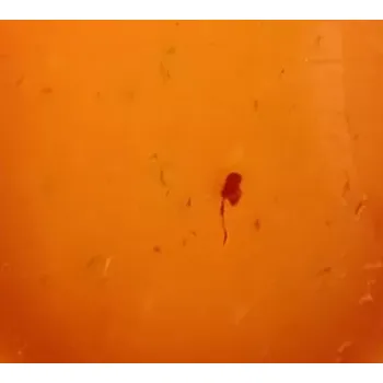 Gouda se Salsou 100g (Gouda se Salsou od Harryho)