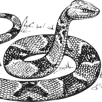 František Pavlíček: Hadí kůže Audiokniha