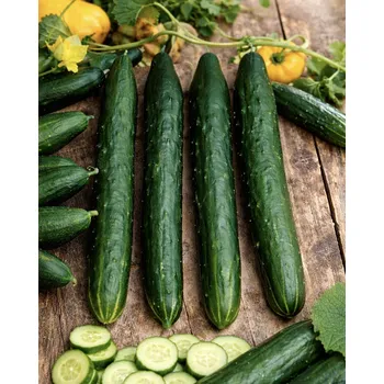 Semeno SEMO Okurka salátová 'Avantgarde F1' 10 s