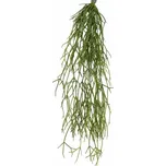 VertEspace Rhipsalis popínavý 50 cm