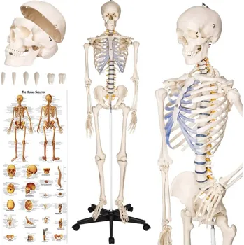 Anatomický model kostra Rewi 181 cm