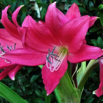 Cibulovina Křín Ellen Bosanquet 1 ks