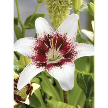 Semeno Lukon Glads Lilie TRIBAL KISS - lilium