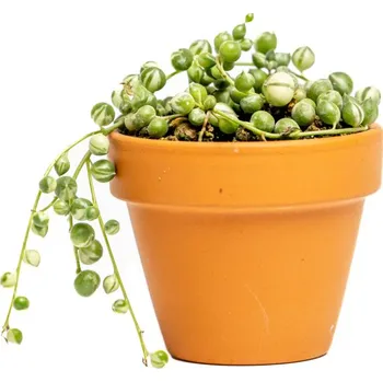 Gardners Senecio Herreianus Variegata Starček Převislý