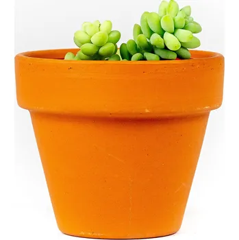 Gardners Sedum Burrito, průměr 8,5 cm Rozchodník, opičí ocásek