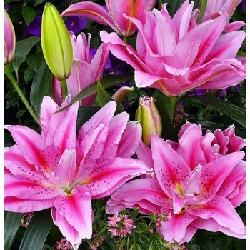 Semeno Lukon Glads Lilie Roselily VIOLA - lilium