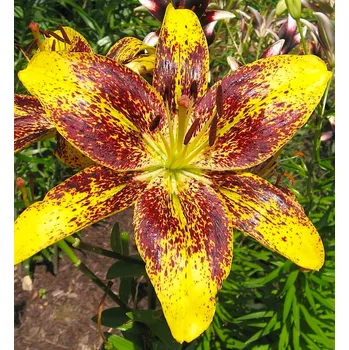Semeno Lukon Glads Lilie GOLDEN STONE - lilium