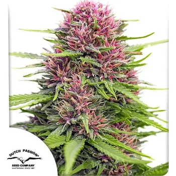 Semeno Dutch Passion | Frisian Dew - 3 ks