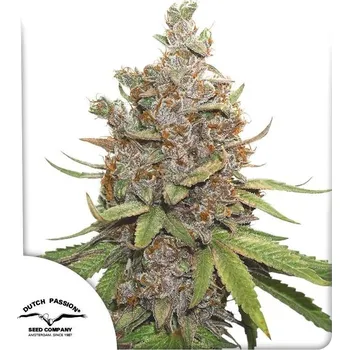 Semeno Dutch Passion | Auto Glueberry OG - 3 ks