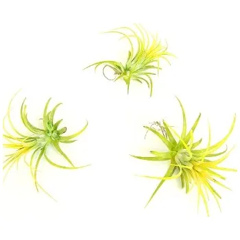 Bytová dekorace Gardners Tillandsia ionantha yellow Tillandsie, kykatka