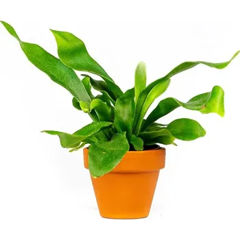 Gardners Platycerium bifurcatum, průměr 6 cm Parožnatka