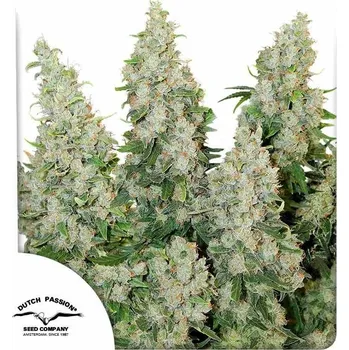 Semeno Dutch Passion | Think Different - 3 ks