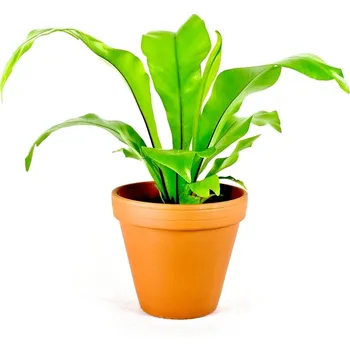 Gardners Asplenium nidus, průměr 17 cm Sleziník hnízdnatý, ptačí hnízdo