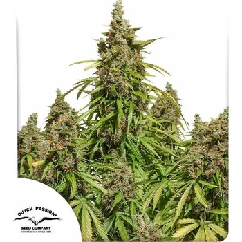 Semeno Dutch Passion | Auto Mazar - 7 ks