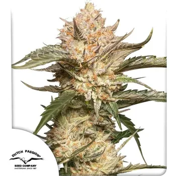 Semeno Dutch Passion | Auto Trichome & Cream - 3 ks