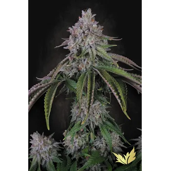 Semeno Paradise Velvet Mist Balení: 3ks