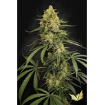 Paradise Zesty Bliss Balení: 5ks