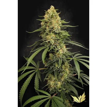 Semeno Paradise Zesty Bliss Balení: 3ks