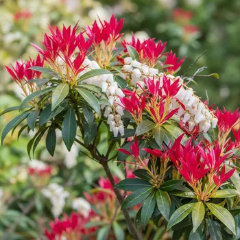 Semeno Pieris japonská 'Forest Flame'