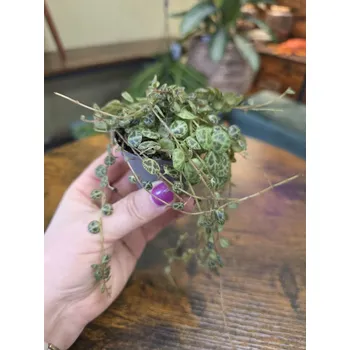 Peperomia Prostrata mini