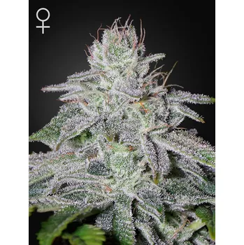 Semeno Green House Seed Franco's Lemon Cheese Balení: 3ks