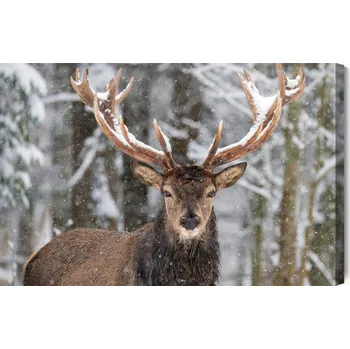 Obraz Obraz Na Plátně Jelen v lese v zimě 90x60