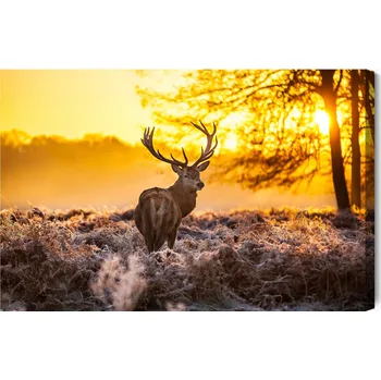 Obraz Obraz Jelen v Ranním Slunci 90x60