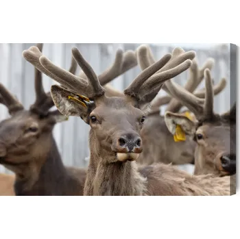 Obraz Obraz Na Plátně Stádo Sobů 90x60