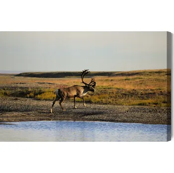 Obraz Obraz Na Plátně Jelen u Vody 90x60