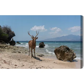 Obraz Obraz Na Plátně Jelen na pláži 90x60