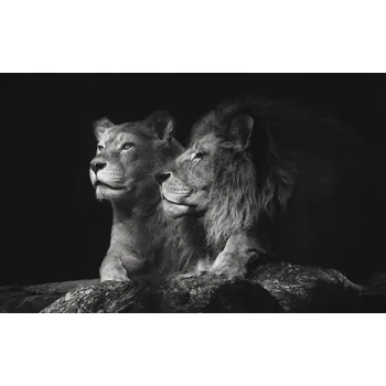 Obraz Vícedílný obraz Lev a Lvice na černém pozadí 240x150 cm