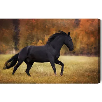 Obraz Obraz Na Plátně Černý Kůň na Palouku 90x60
