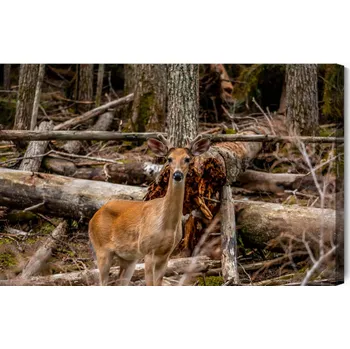 Obraz Obraz Na Plátně Mladý Jelen Mezi Stromy 90x60