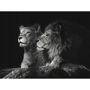 Obraz Vícedílný obraz Lev a Lvice na černém pozadí 200x150
