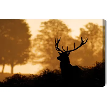 Obraz Obraz Na Plátně Jelen v lese 90x60 cm
