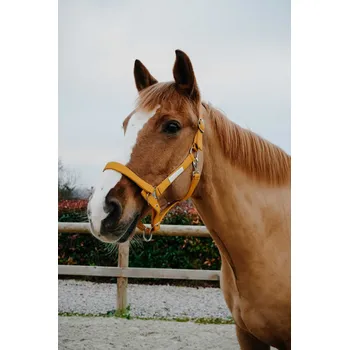 Ohlávka Equitheme Opal Žlutá FULL