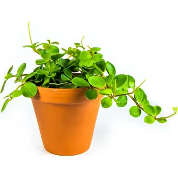 Gardners Peperomia Tetraphylla hope, průměr 12 cm Peperomie, pepřinec